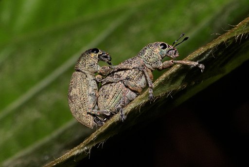 ゾウムシの繁殖活動