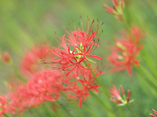 秋に【燃】える花