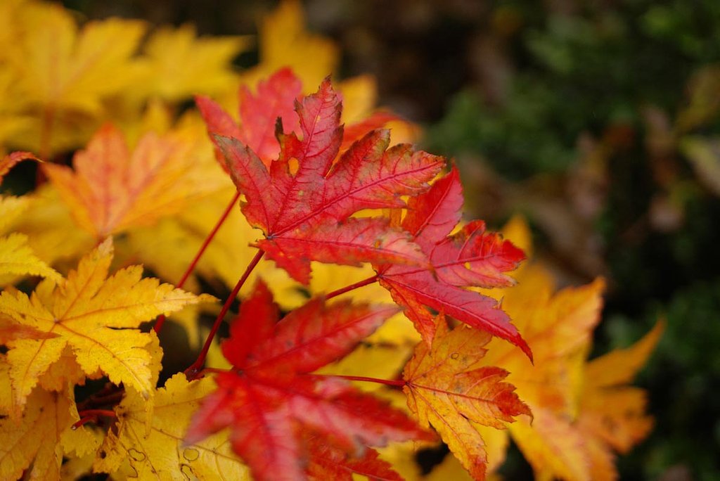紅葉2