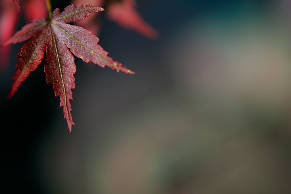 春紅葉