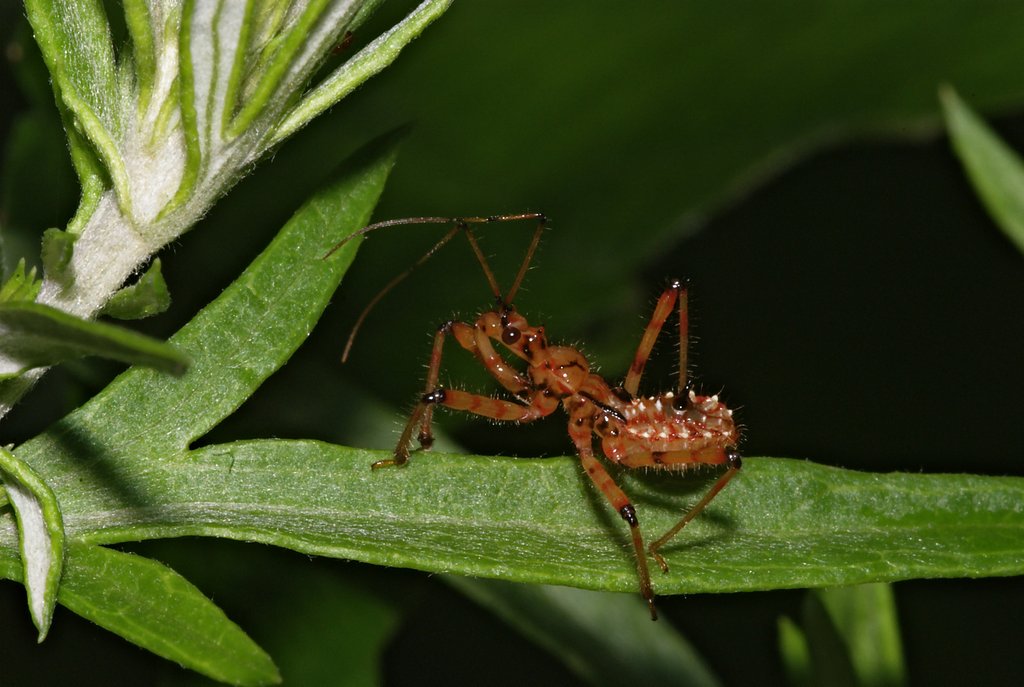 アカシマサシガメ？