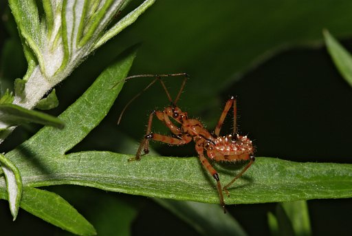 アカシマサシガメ？
