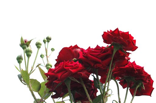 赤い薔薇