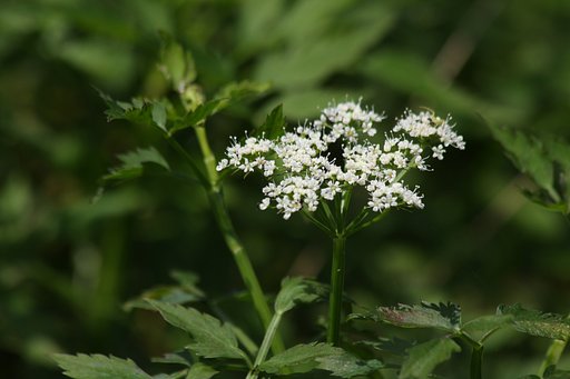 セリの花