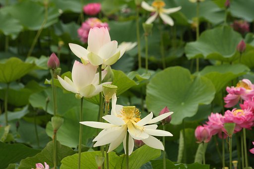 花蓮