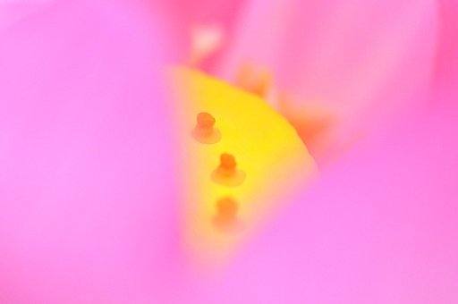 【燃】ピンクに燃えて・・・？