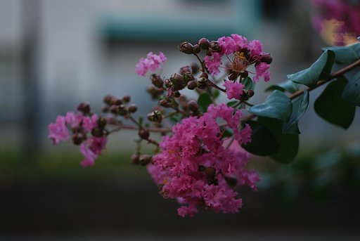 夕暮れの百日紅