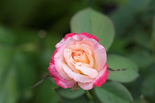薔薇