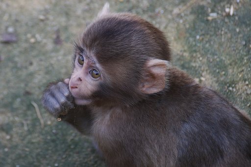 見つめるものは