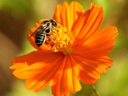 【燃】花が炎に見えませんか