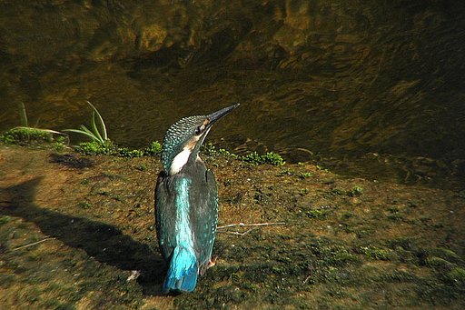 カワセミ 0825