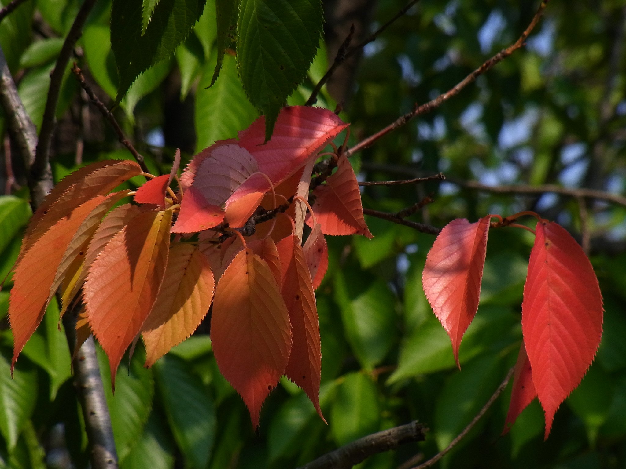 気の早い紅葉
