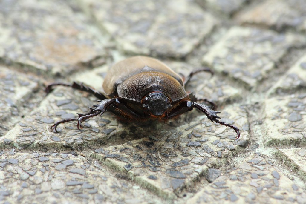 カブトムシの♀