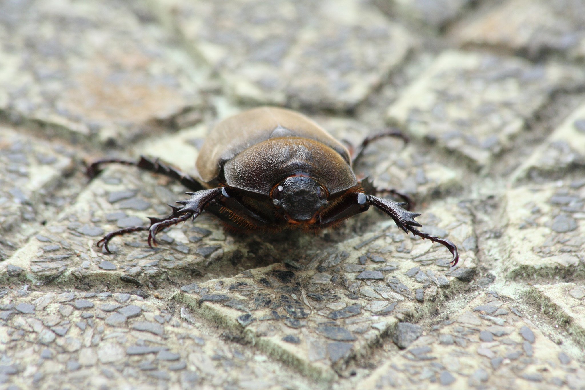 カブトムシの♀