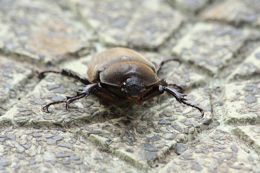 カブトムシの♀