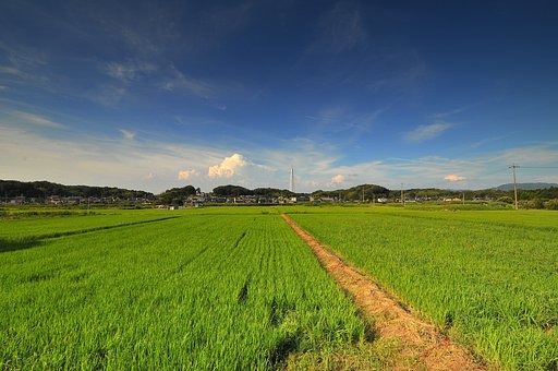 夏の畦