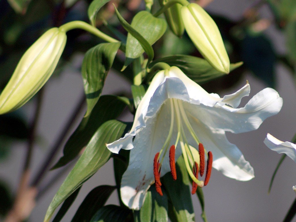 百合の花