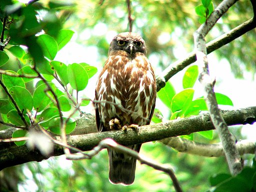夏の鳥（３）アオバズク