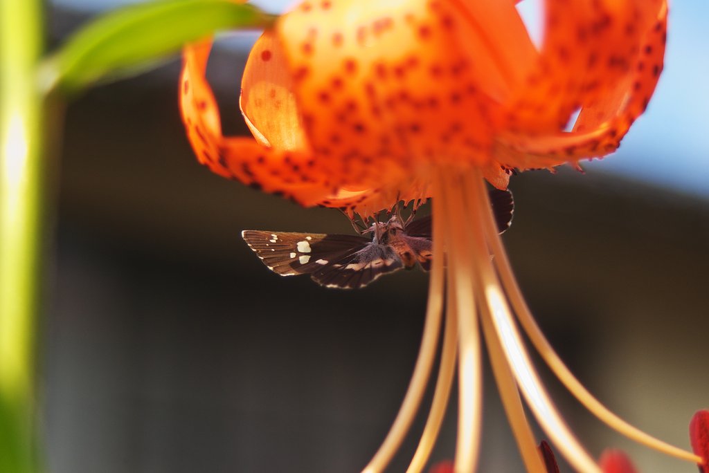 花と蝶