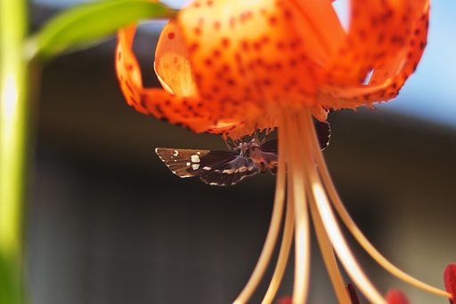 花と蝶