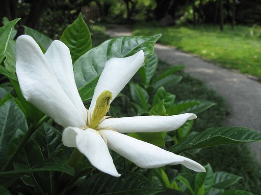 クチナシの花