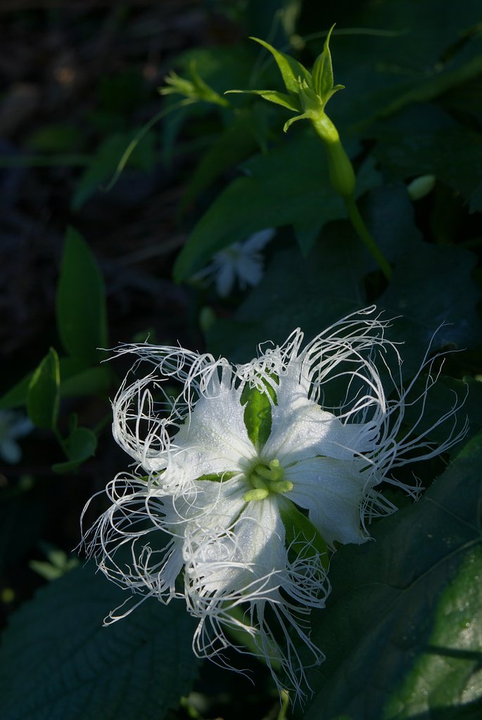キカラスウリの花と蕾
