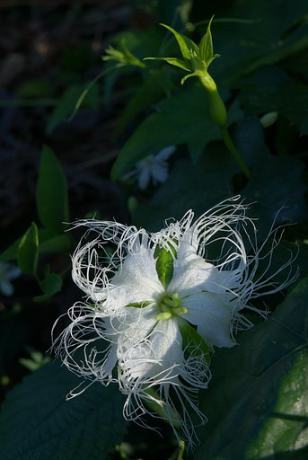 キカラスウリの花と蕾