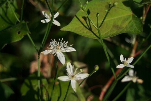 清楚な?花