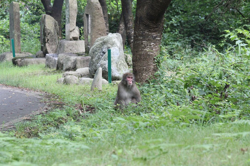 ニホンザル