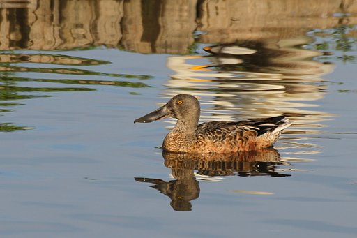 ハシビロガモ