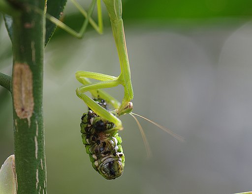 カマキリの補食