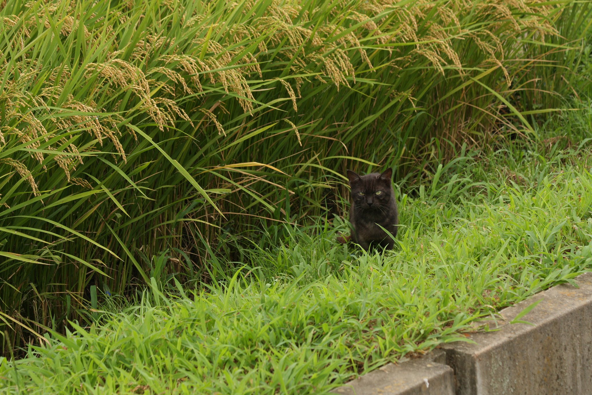 田圃の番人ー１