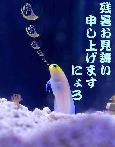 残暑お見舞い申し上げまする