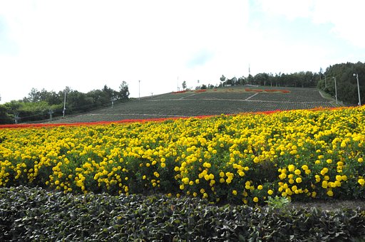 【花のある情景】マリーゴールド