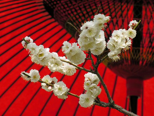 【花のある情景・冬】日傘の梅