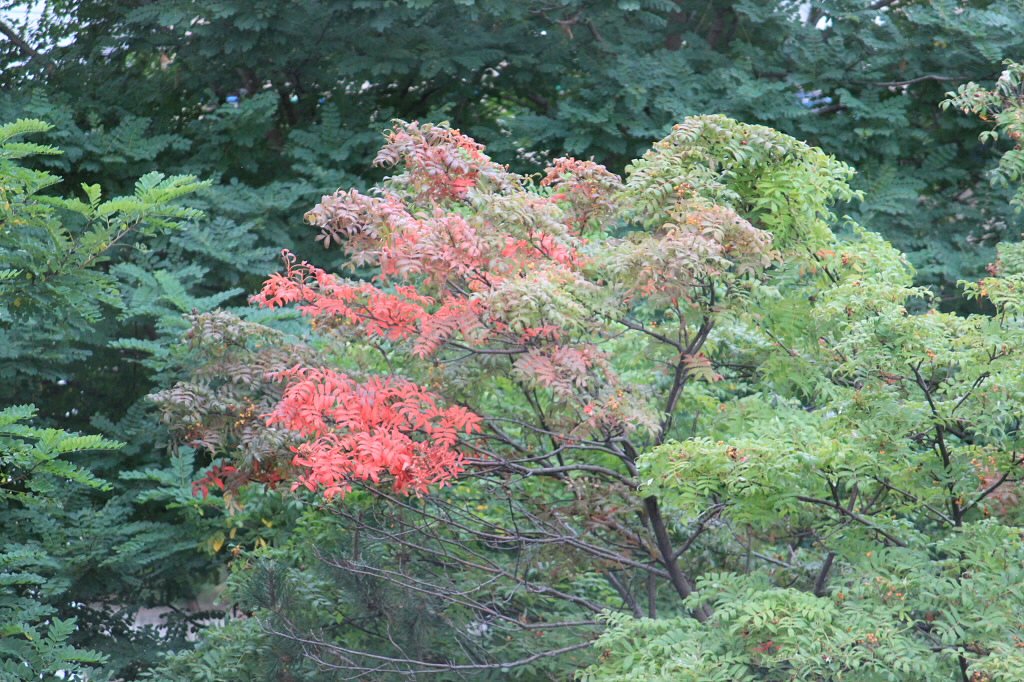 一部紅葉