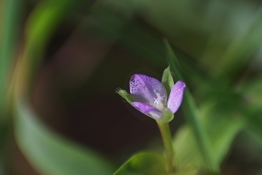 イボクサの横顔