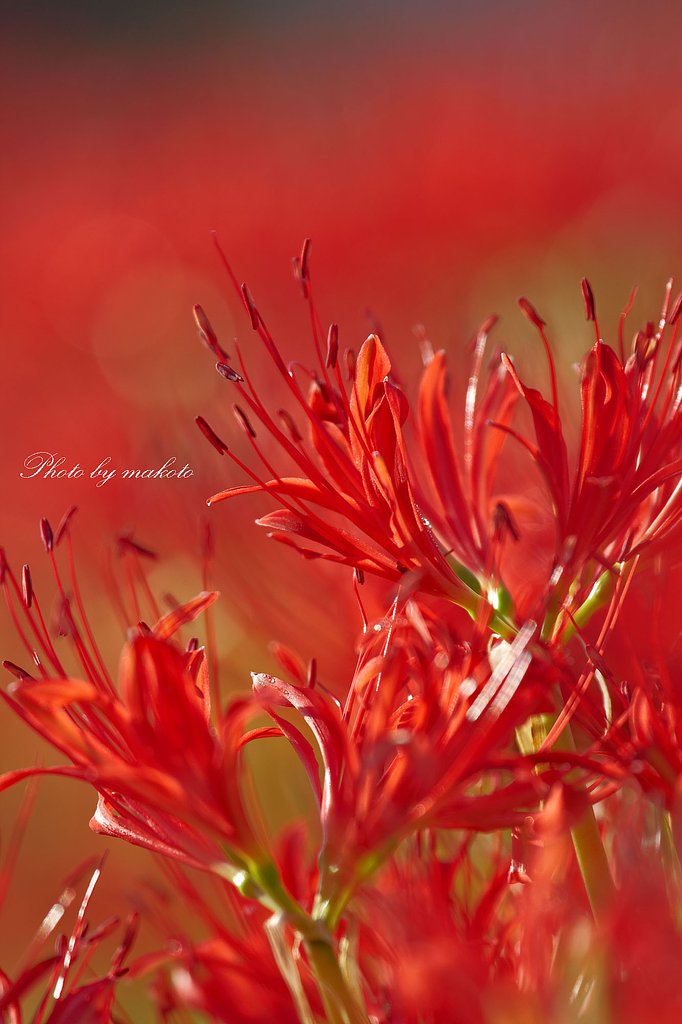 初秋の紅
