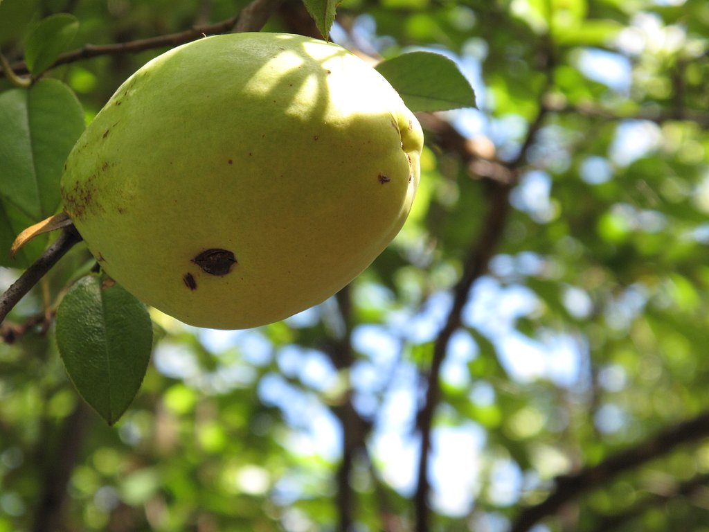 花梨
