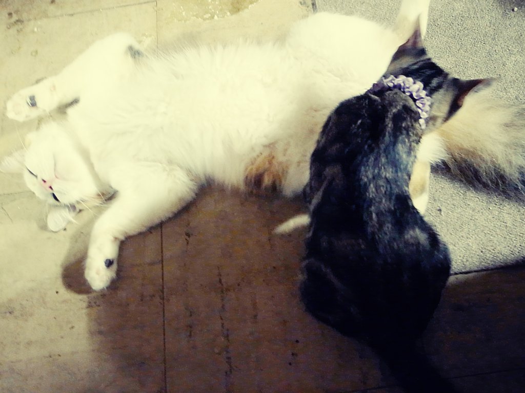 猫二匹