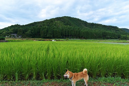 朝夕、田の見回り。