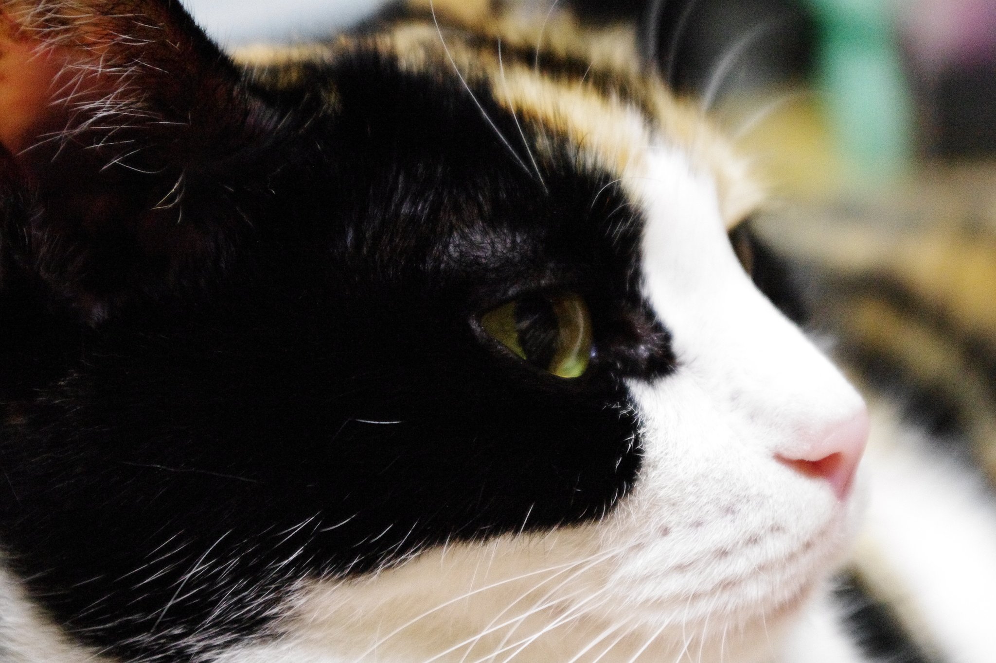 三毛猫さま