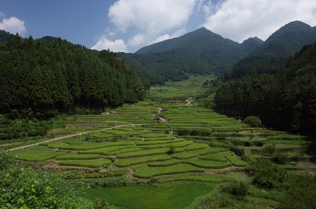色付く棚田