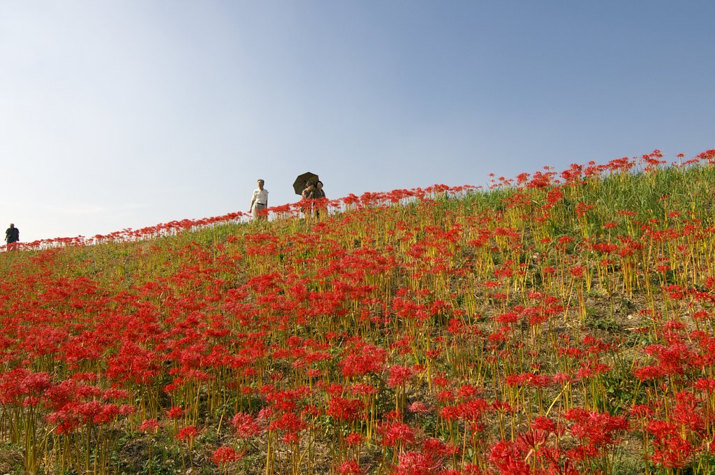【花のある情景】秋を歩く