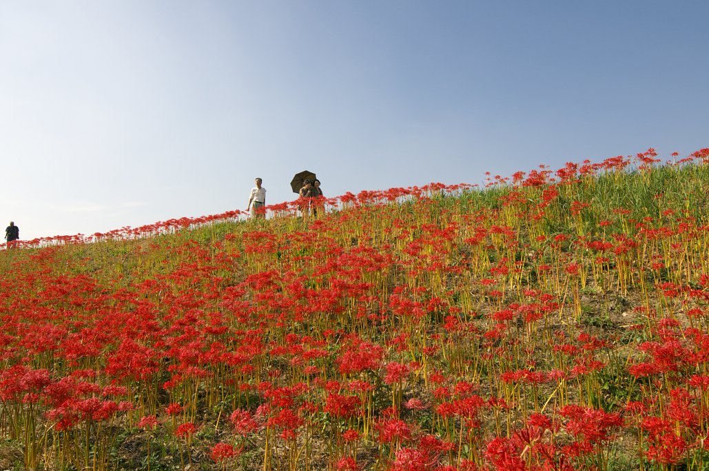 【花のある情景】秋を歩く