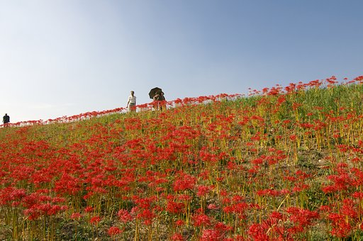 【花のある情景】秋を歩く