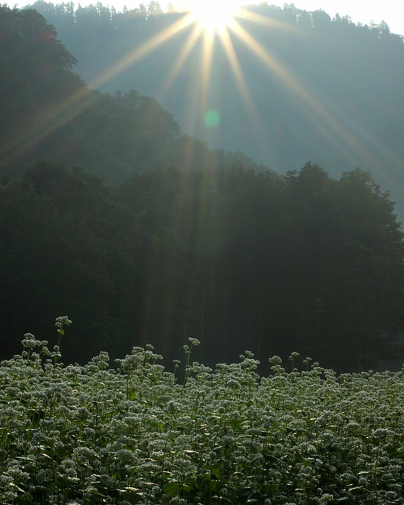 山の陽光