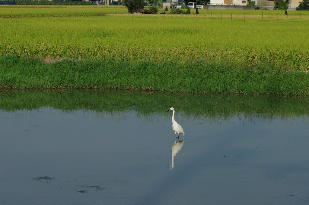 涼を求めて