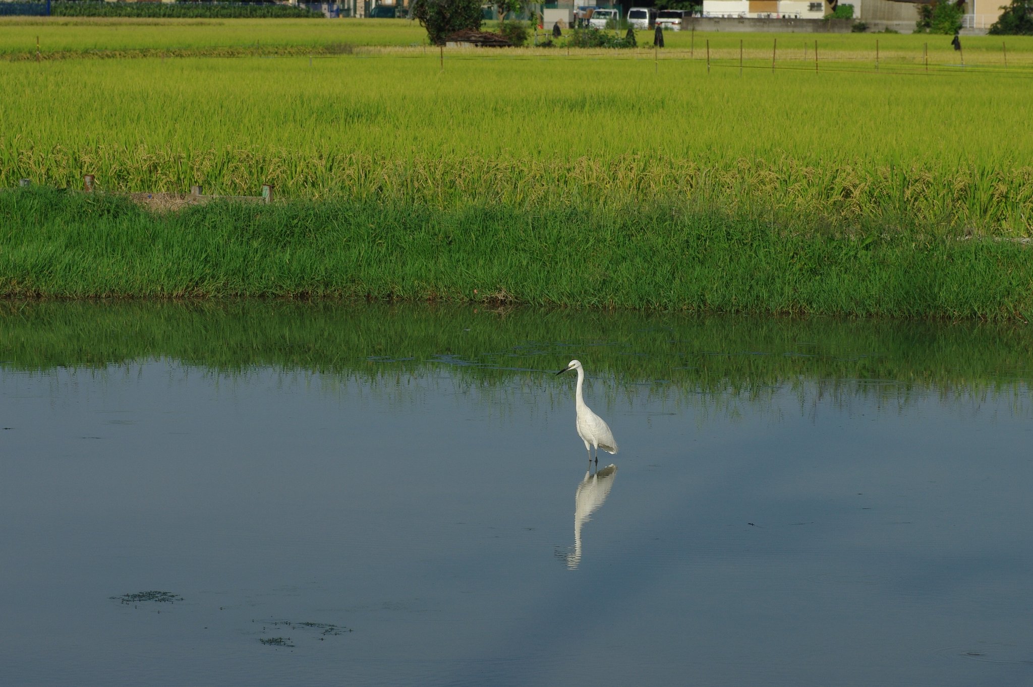 涼を求めて