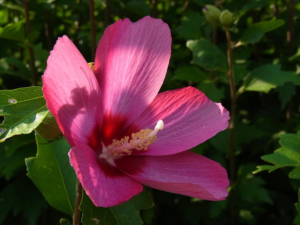夏の花②